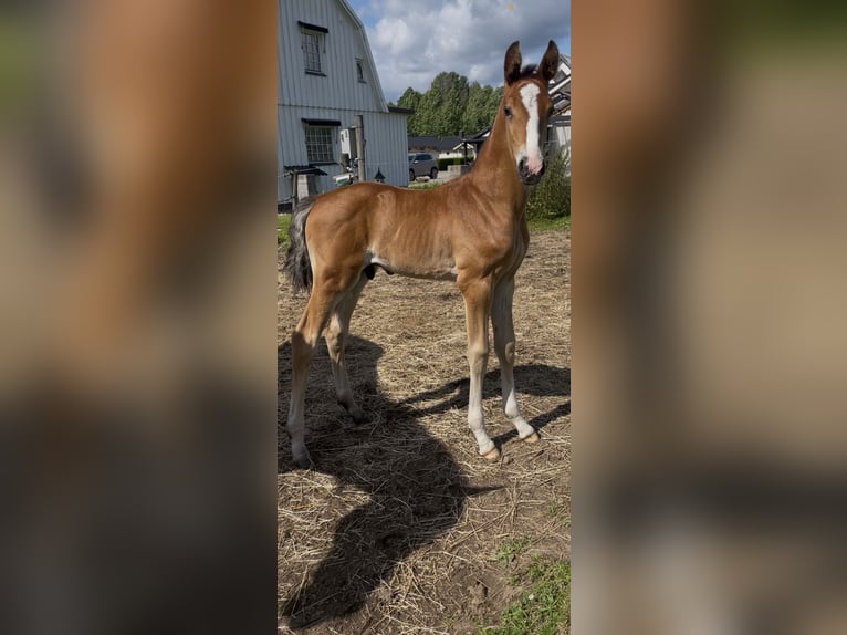 Zweeds warmbloed Hengst 1 Jaar Roodbruin in Uttran