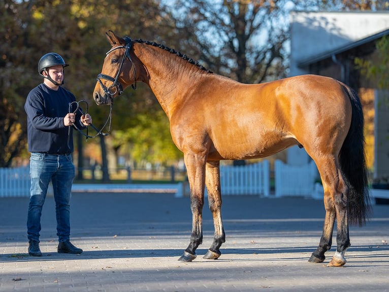 Zweeds warmbloed Hengst 2 Jaar 161 cm Bruin in Redefin