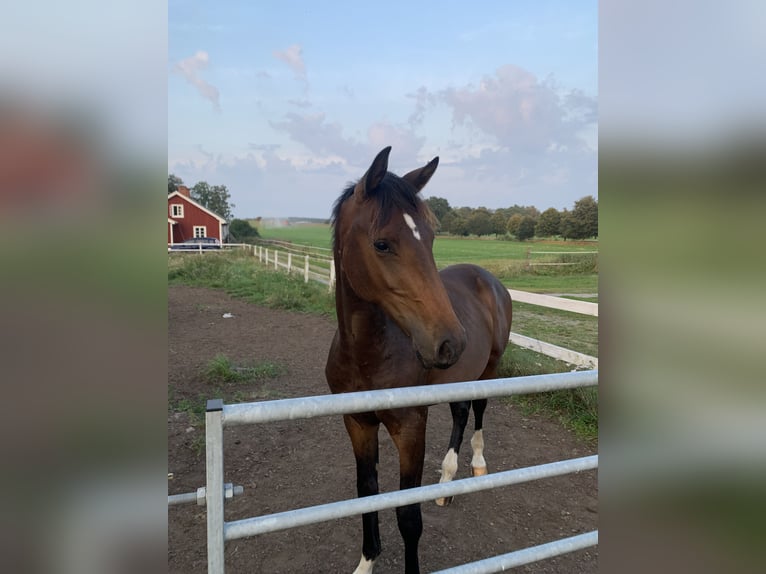 Zweeds warmbloed Hengst 2 Jaar 164 cm Donkerbruin in Ljungbyholm, Kalmar