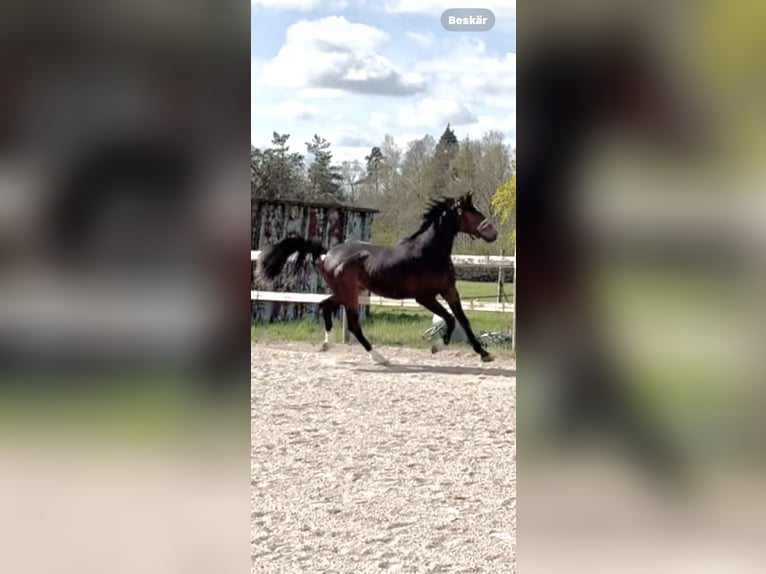 Zweeds warmbloed Hengst 2 Jaar 164 cm Donkerbruin in Ljungbyholm, Kalmar