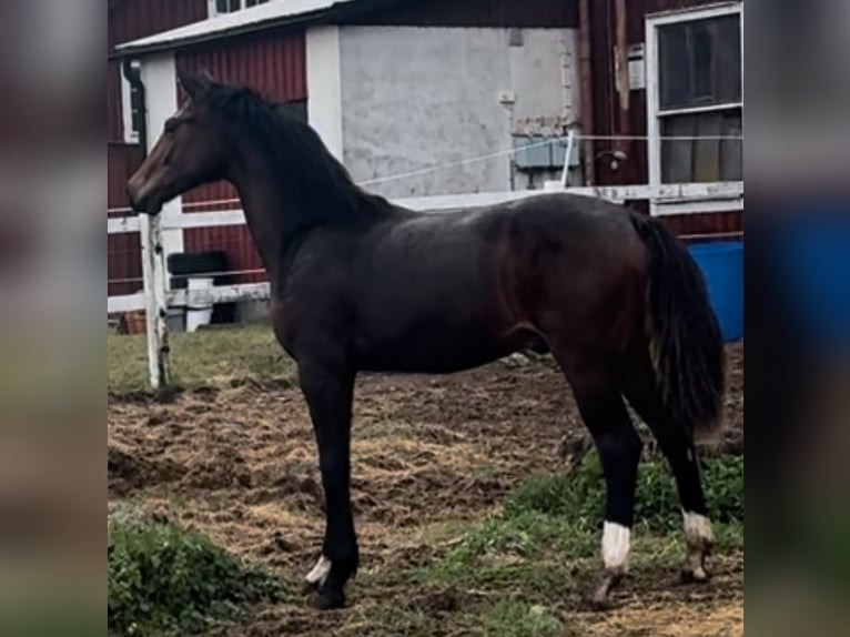 Zweeds warmbloed Hengst 2 Jaar 164 cm Donkerbruin in Ljungbyholm, Kalmar