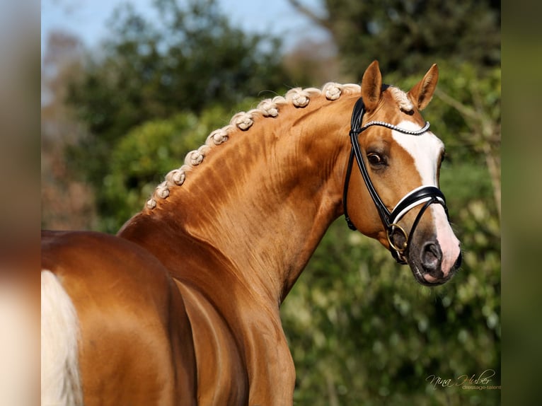 Zweeds warmbloed Hengst Palomino in Adelheidsdorf