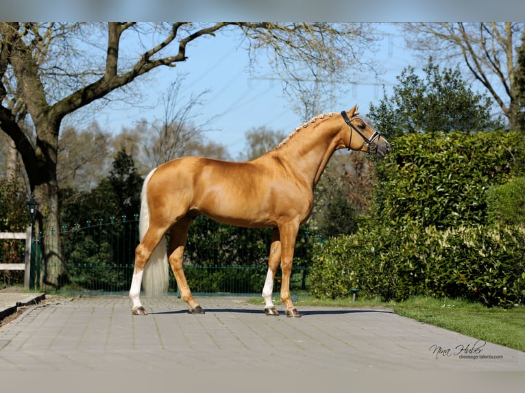 Zweeds warmbloed Hengst Palomino in Adelheidsdorf