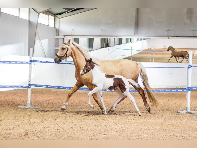 Zweeds warmbloed Hengst Veulen (06/2026) 165 cm Tobiano-alle-kleuren in Björkvik