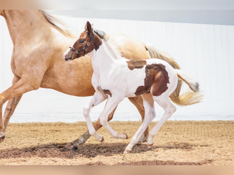 Zweeds warmbloed Hengst Veulen (06/2026) 165 cm Tobiano-alle-kleuren in Björkvik