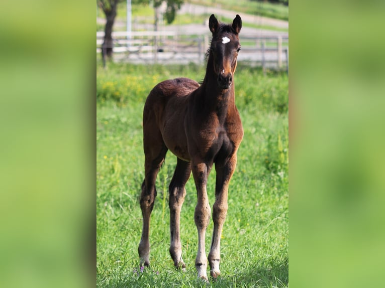 Zweeds warmbloed Hengst Veulen (04/2025) 169 cm Bruin in Stockholm