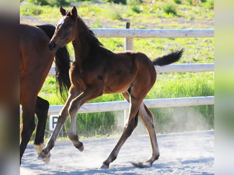 Zweeds warmbloed Hengst Veulen (04/2025) 169 cm Bruin in Stockholm
