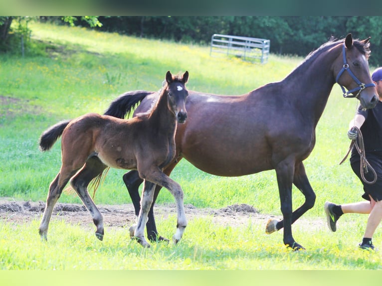 Zweeds warmbloed Hengst Veulen (04/2025) 169 cm Bruin in Stockholm