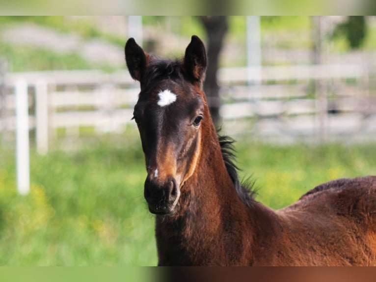 Zweeds warmbloed Hengst Veulen (04/2025) 169 cm Bruin in Stockholm