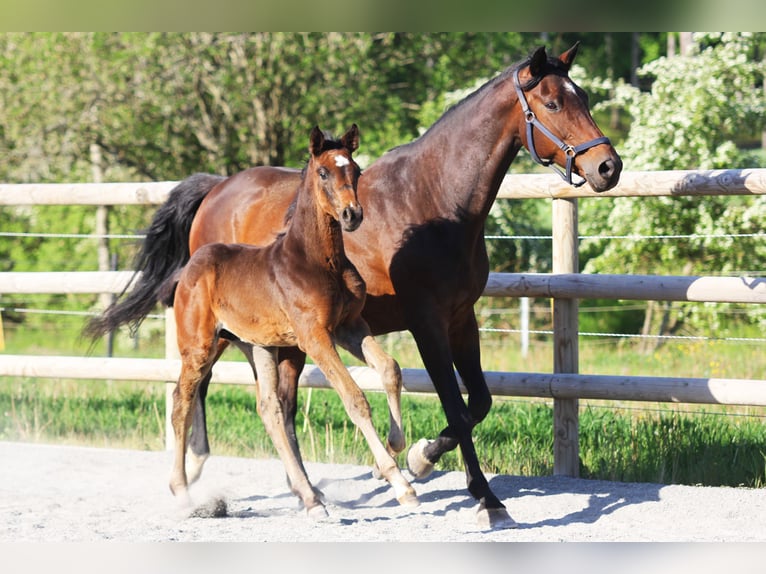 Zweeds warmbloed Hengst Veulen (04/2025) 169 cm Bruin in Stockholm