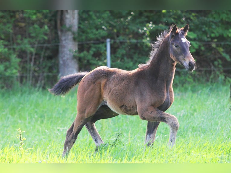 Zweeds warmbloed Hengst Veulen (04/2025) 169 cm Bruin in Stockholm