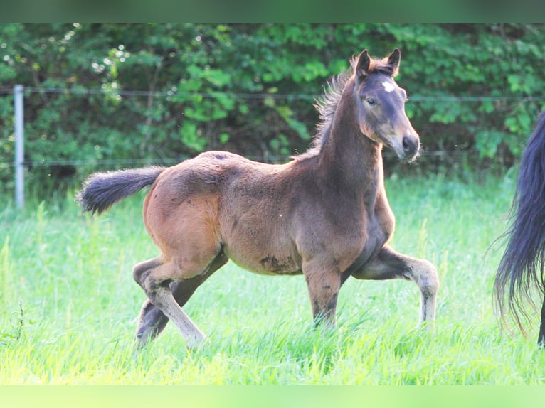 Zweeds warmbloed Hengst Veulen (04/2025) 169 cm Bruin in Stockholm