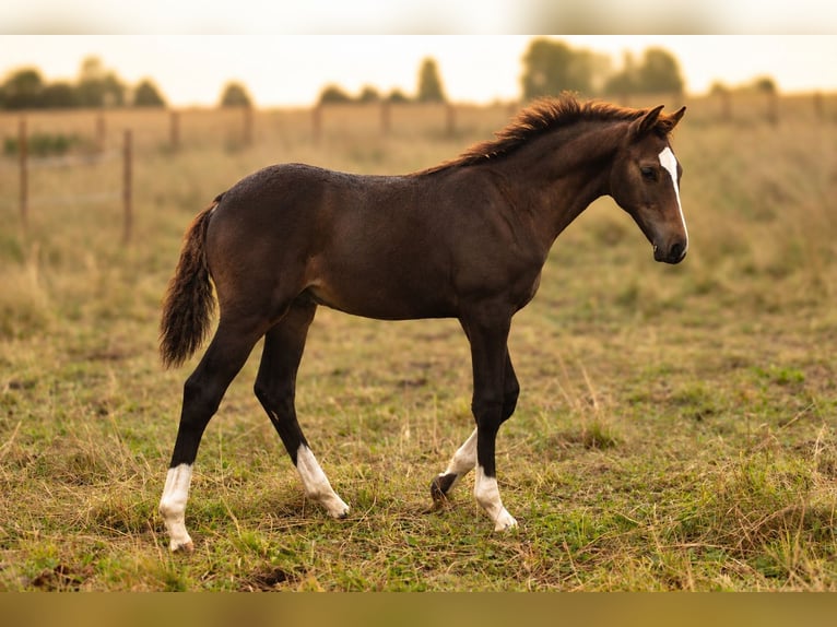 Zweeds warmbloed Hengst Veulen (05/2026) 170 cm Donkerbruin in Svalöv