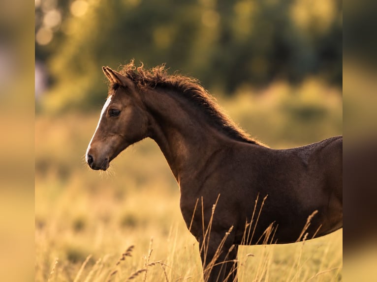 Zweeds warmbloed Hengst Veulen (05/2026) 170 cm Donkerbruin in Svalöv