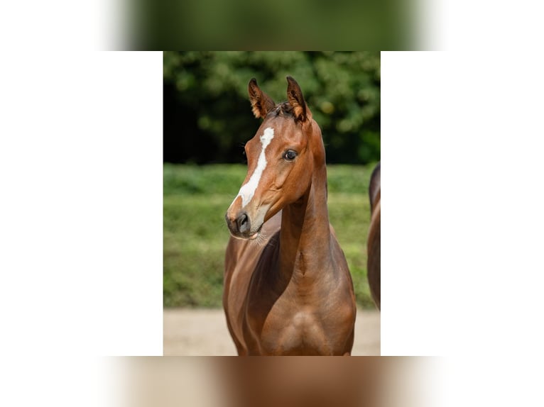 Zweeds warmbloed Hengst Veulen (05/2025) Bruin in Flyinge