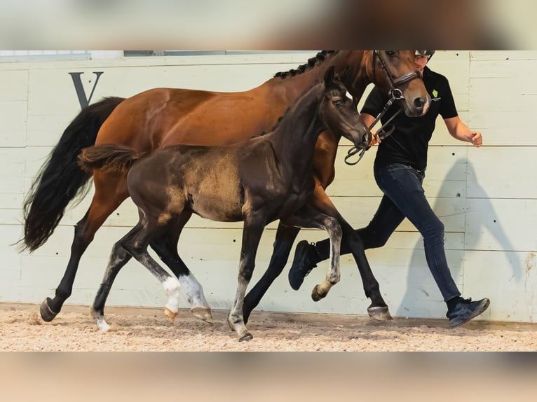 Zweeds warmbloed Hengst Veulen (05/2026) Bruin in Flyinge