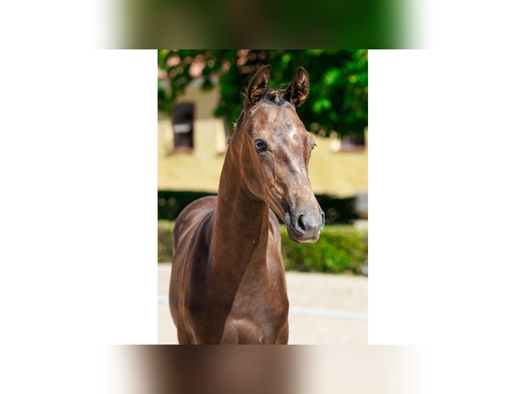 Zweeds warmbloed Hengst Veulen (04/2025) Bruin in Flyinge