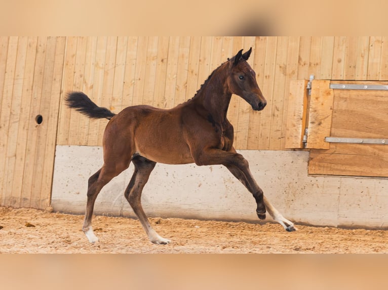 Zweeds warmbloed Hengst Veulen (06/2026) Bruin in Flyinge
