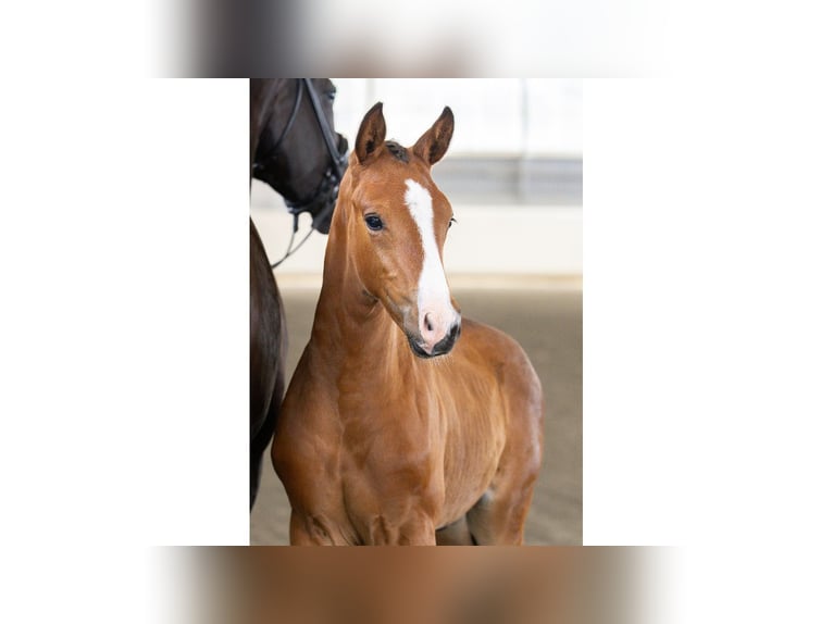 Zweeds warmbloed Hengst Veulen (06/2025) Bruin in Flyinge