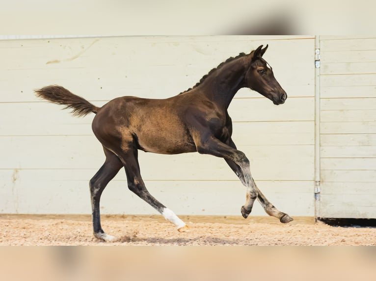 Zweeds warmbloed Hengst Veulen (05/2026) Bruin in Flyinge