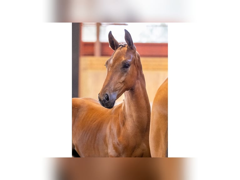 Zweeds warmbloed Hengst Veulen (04/2025) Bruin in Flyinge