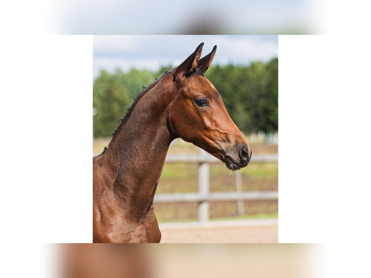 Zweeds warmbloed Hengst Veulen (05/2026) Bruin in Flyinge