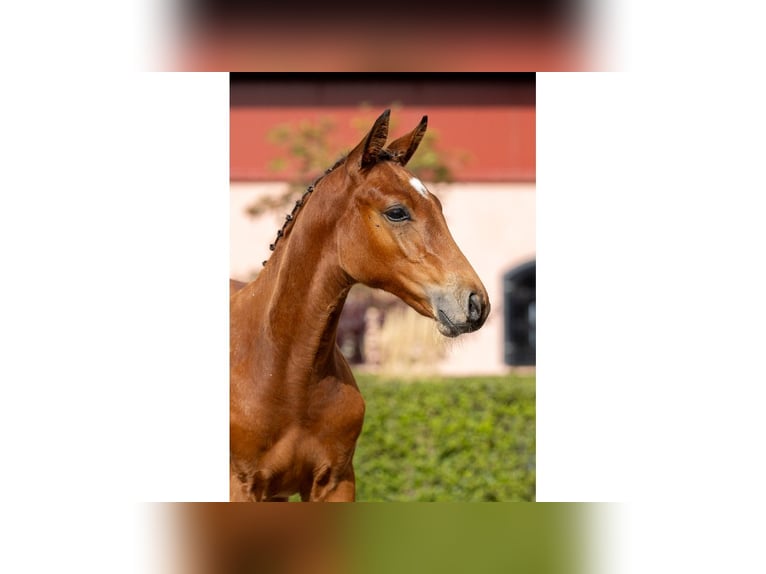 Zweeds warmbloed Hengst Veulen (05/2025) Bruin in Flyinge
