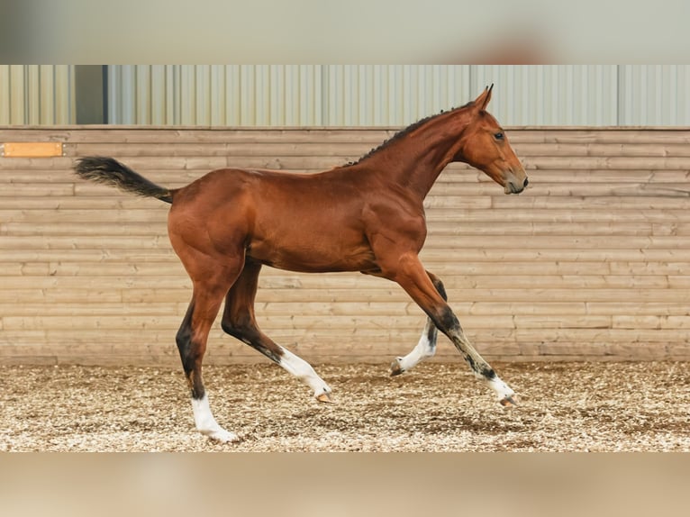 Zweeds warmbloed Hengst Veulen (05/2026) Bruin in Flyinge