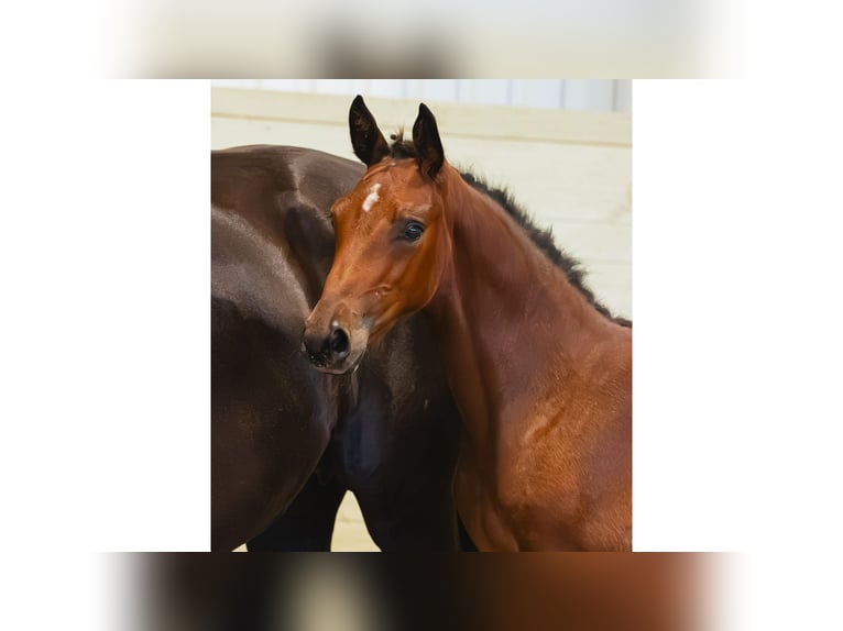 Zweeds warmbloed Hengst Veulen (05/2026) Bruin in Flyinge