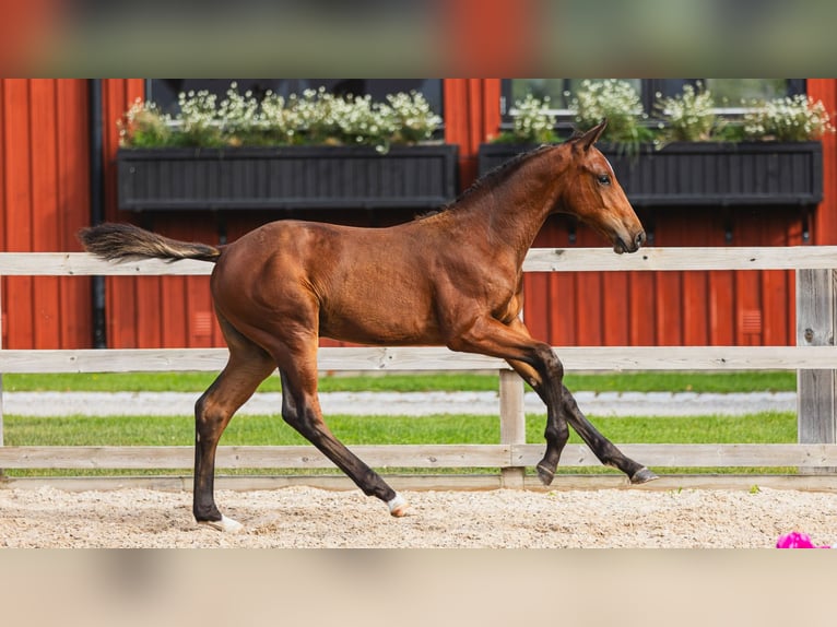 Zweeds warmbloed Hengst Veulen (04/2026) Bruin in Flyinge