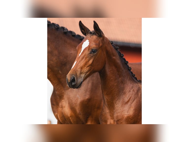 Zweeds warmbloed Hengst Veulen (04/2026) Bruin in Flyinge