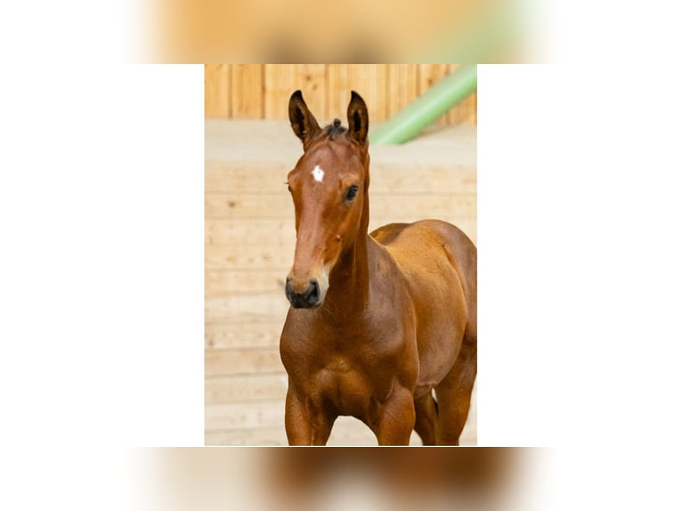 Zweeds warmbloed Hengst Veulen (05/2025) Bruin in Flyinge