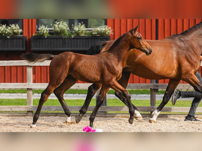 Zweeds warmbloed Hengst Veulen (04/2026) Bruin in Flyinge