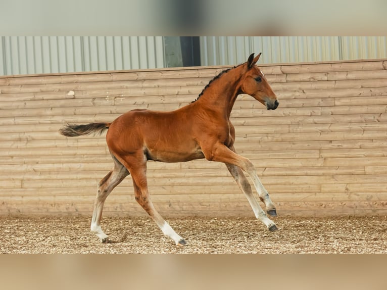 Zweeds warmbloed Hengst Veulen (05/2026) Bruin in Flyinge