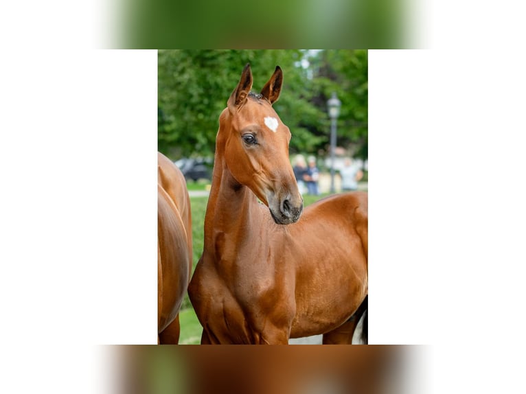 Zweeds warmbloed Hengst Veulen (04/2025) Bruin in Flyinge