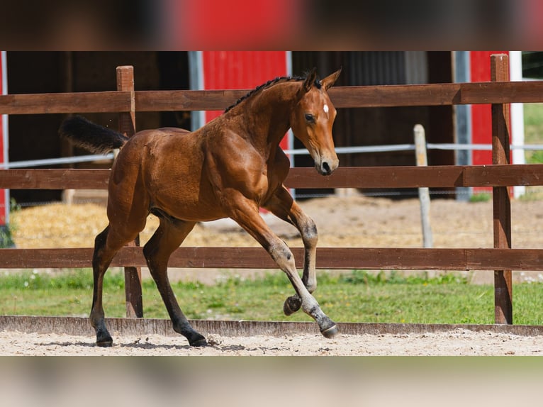 Zweeds warmbloed Hengst Veulen (05/2026) Bruin in Flyinge