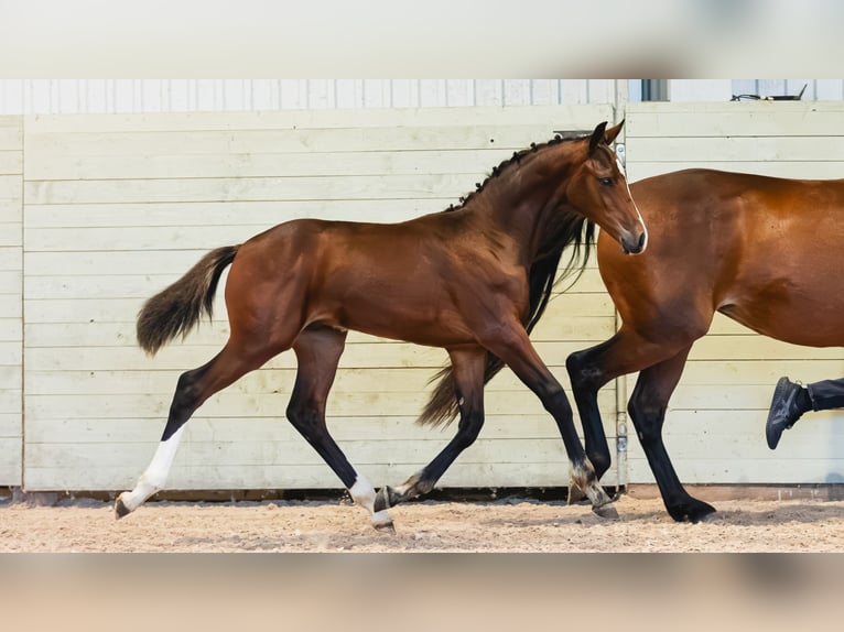 Zweeds warmbloed Hengst Veulen (04/2026) Bruin in Flyinge