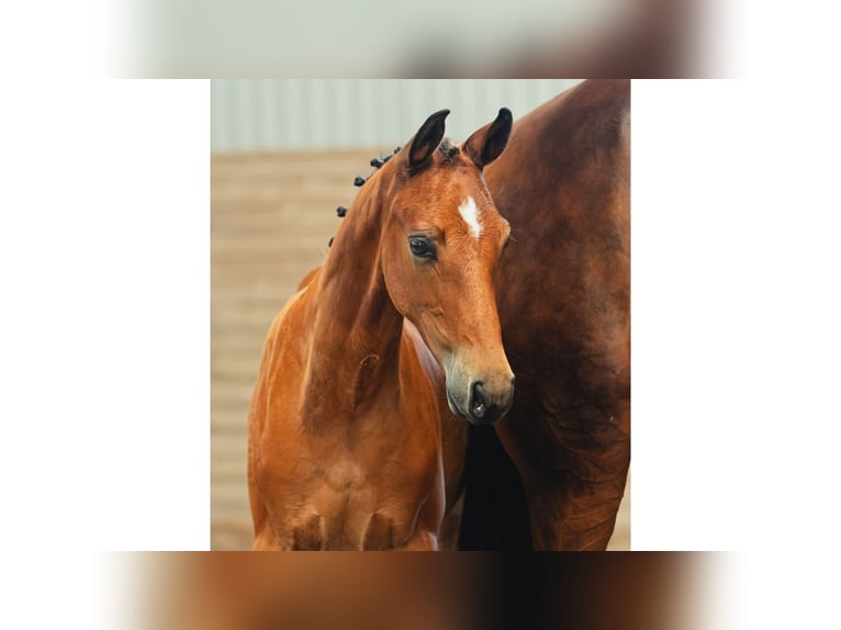 Zweeds warmbloed Hengst Veulen (05/2026) Bruin in Flyinge