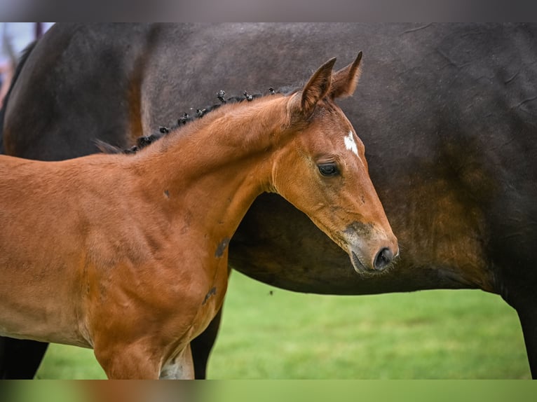 Zweeds warmbloed Hengst veulen (05/2024) Bruin in Windlach