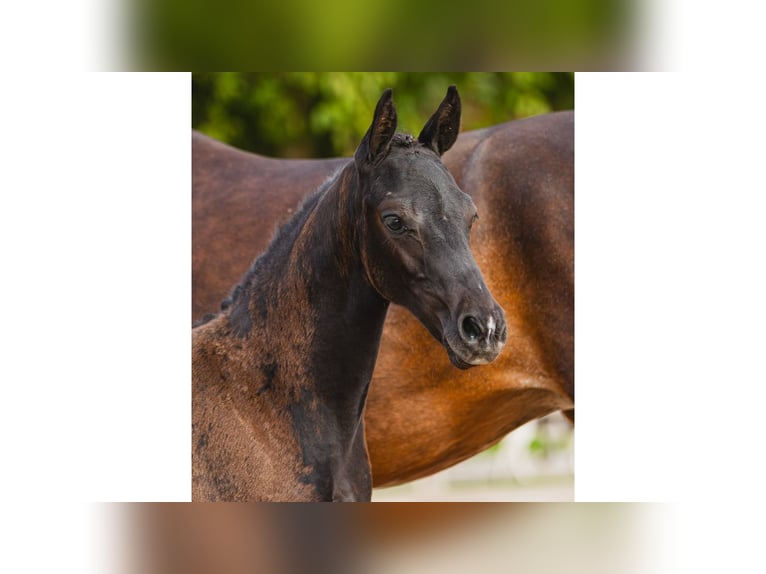 Zweeds warmbloed Hengst Veulen (05/2026) Donkerbruin in Flyinge