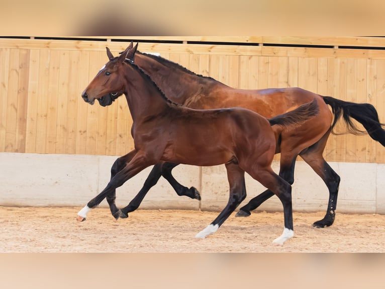 Zweeds warmbloed Hengst Veulen (04/2026) Donkerbruin in Flyinge