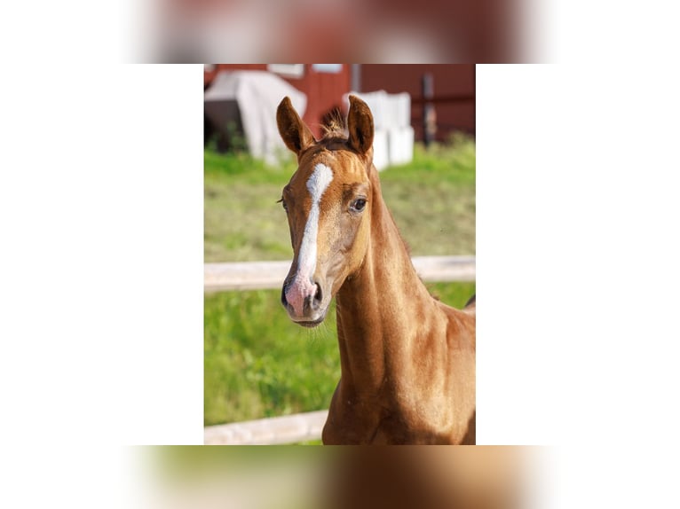 Zweeds warmbloed Hengst Veulen (05/2025) Donkere-vos in Flyinge