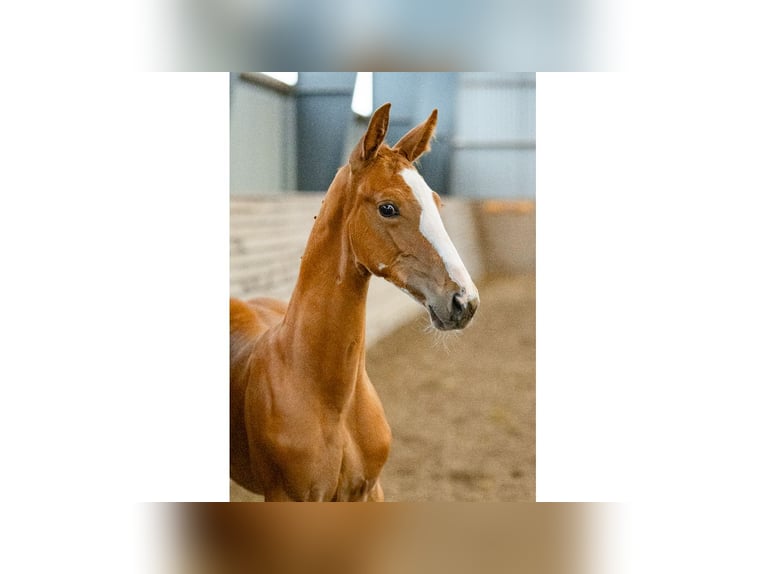 Zweeds warmbloed Hengst Veulen (06/2025) Donkere-vos in Flyinge