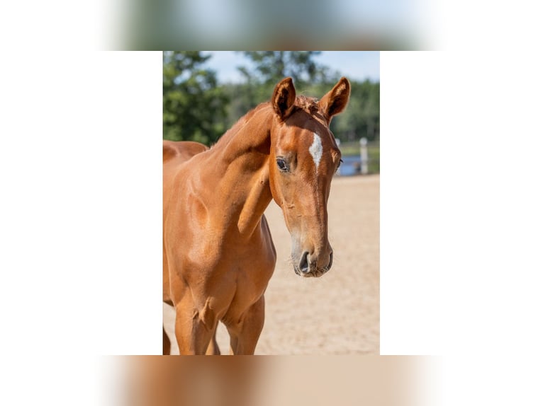 Zweeds warmbloed Hengst Veulen (04/2025) Donkere-vos in Flyinge