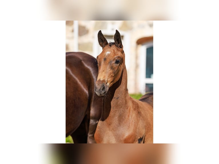 Zweeds warmbloed Hengst Veulen (06/2025) Roodbruin in Flyinge