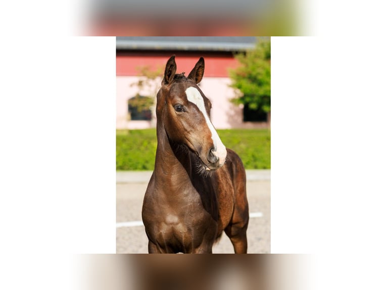 Zweeds warmbloed Hengst Veulen (05/2025) Roodbruin in Flyinge