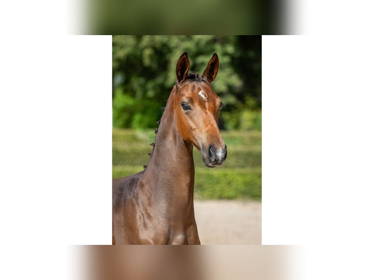 Zweeds warmbloed Hengst Veulen (04/2025) Roodbruin in Flyinge