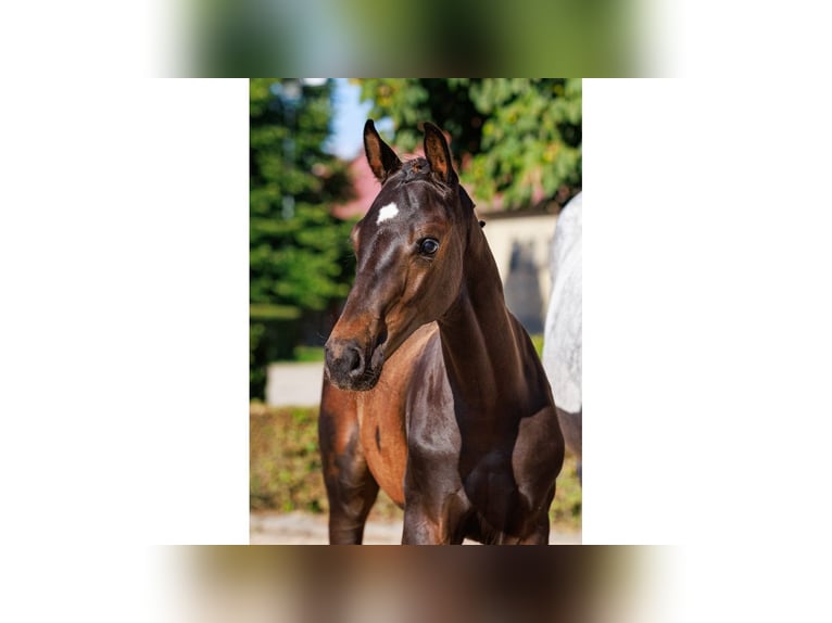 Zweeds warmbloed Hengst Veulen (05/2025) Roodbruin in Flyinge