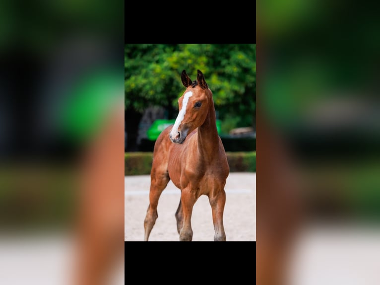 Zweeds warmbloed Hengst Veulen (06/2025) Roodbruin in Uttran