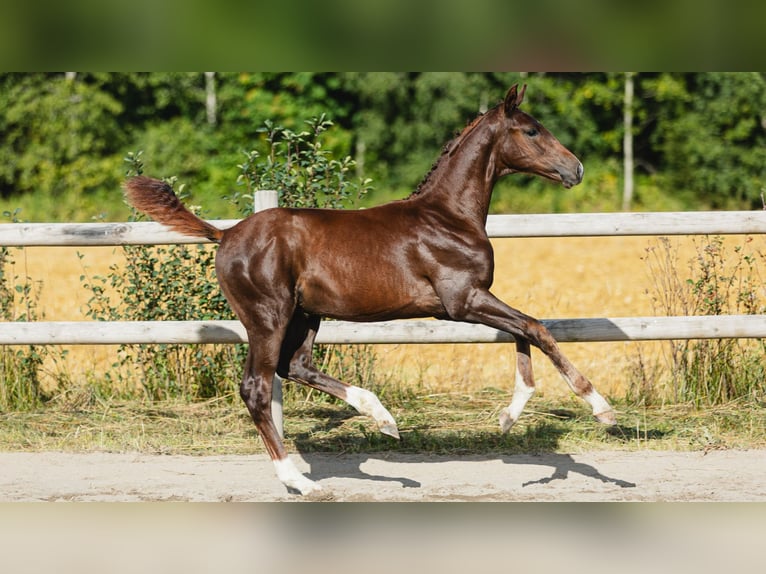 Zweeds warmbloed Hengst Veulen (04/2026) Vos in Flyinge